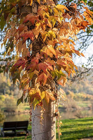 241104 Grevenmacher LU 850_9980 Photo © Ludo Segers 2024