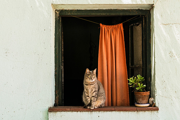 The Cat Show