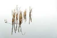 Near Trakai 30 x 45 Minimalist reeds reflecting in the mirror-like surface of a lake near Trakai, Lithuania