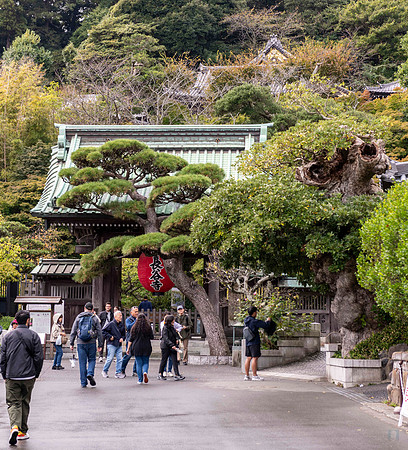 20251024 Kamakura 0242 Copyright Ludo Segers Photography