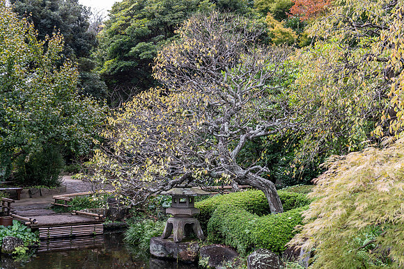 20251024 Kamakura 0243 Copyright Ludo Segers Photography
