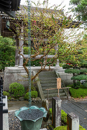20251024 Kamakura 0253 Copyright Ludo Segers Photography