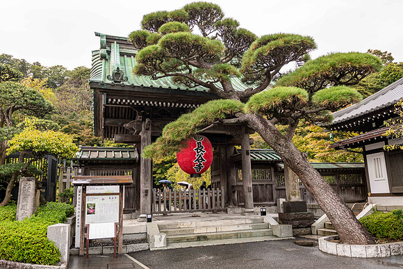 20251024 Kamakura 0272 Copyright Ludo Segers Photography