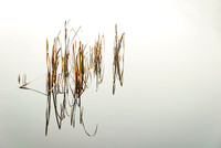 Near Trakai: Minimalist composition of reeds reflecting in the still, glassy waters near Trakai, Lithuania.