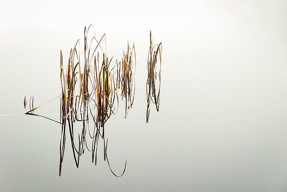 Near Trakai: Minimalist composition of reeds reflecting in the still, glassy waters near Trakai, Lithuania.