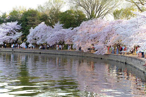 Cherry Blossoms, Tidal Basin, Washington, DC