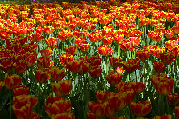 Tulips at Marriott Hotel in Washington, DC