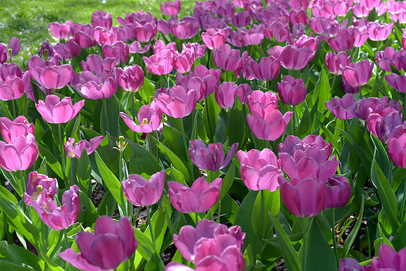 Tulips in Washington