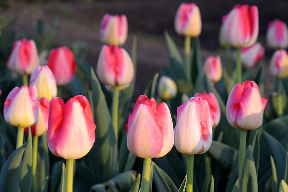 Tulips in the National Mall