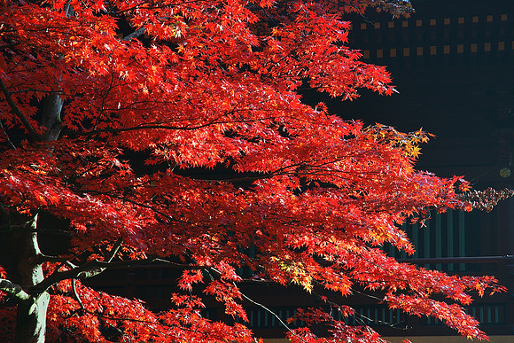 Nikko