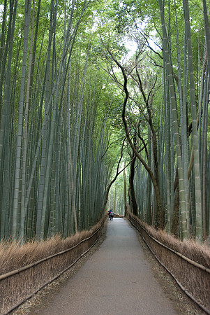 Sagano Bamboo