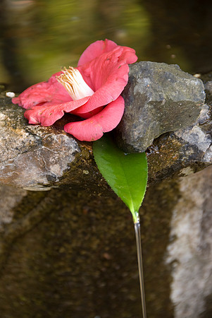 Kyoto Temple Flower