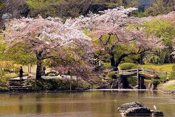 Sakura at Koyshikawa Park Tokyo