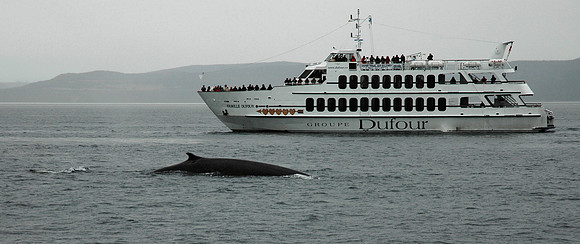 Whale Watching near Tadoussac