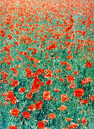 June in Czech Republic