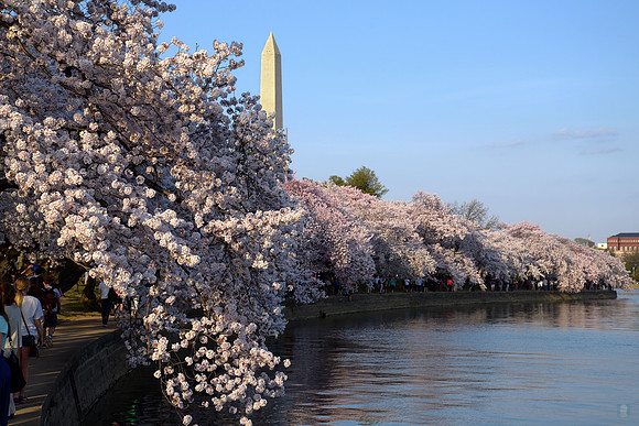 Washington Monument from Tidal Basin