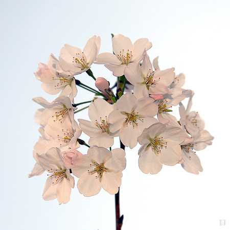 Cherry Blossom