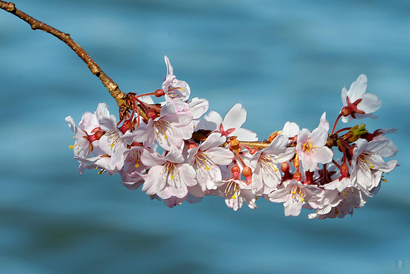 Washington spring