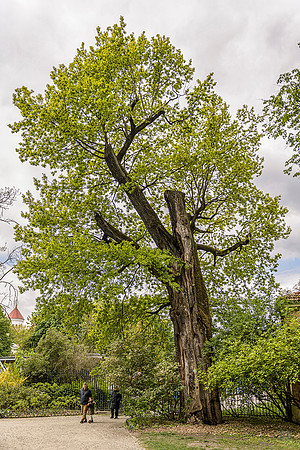 20250511 Bernardine Garden Open House Vilnius 850_2364 © Ludo Segers Photography