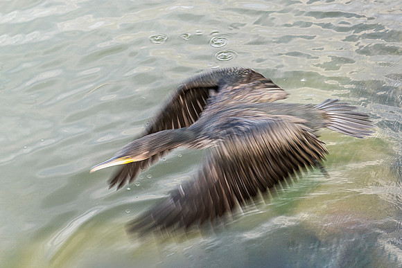 SHORT 30 cm 230809 Cormoran Juodkrante  Neringa Lithuania 5655 Photo © Ludo Segers