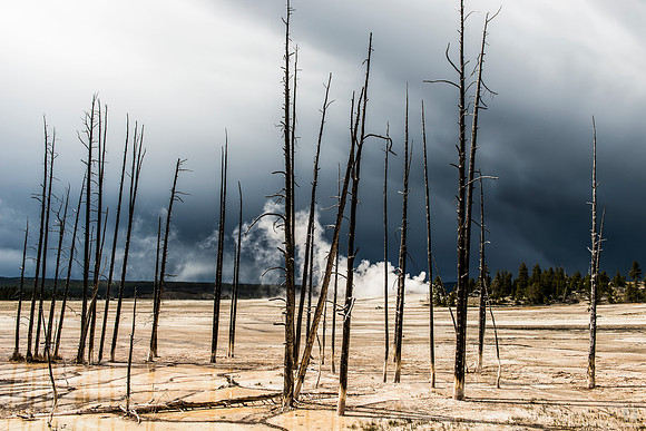 Cooked Trees Yellowstone Park  WY  30 x 45 cm