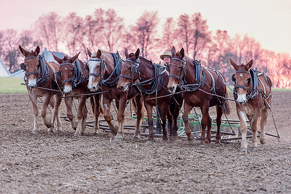131109 Amish PA 70  Photo Ludo Segers