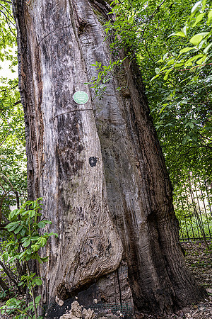 500 year old oak tree at Bernardine Garden Open House Vilnius © Ludo Segers Photography